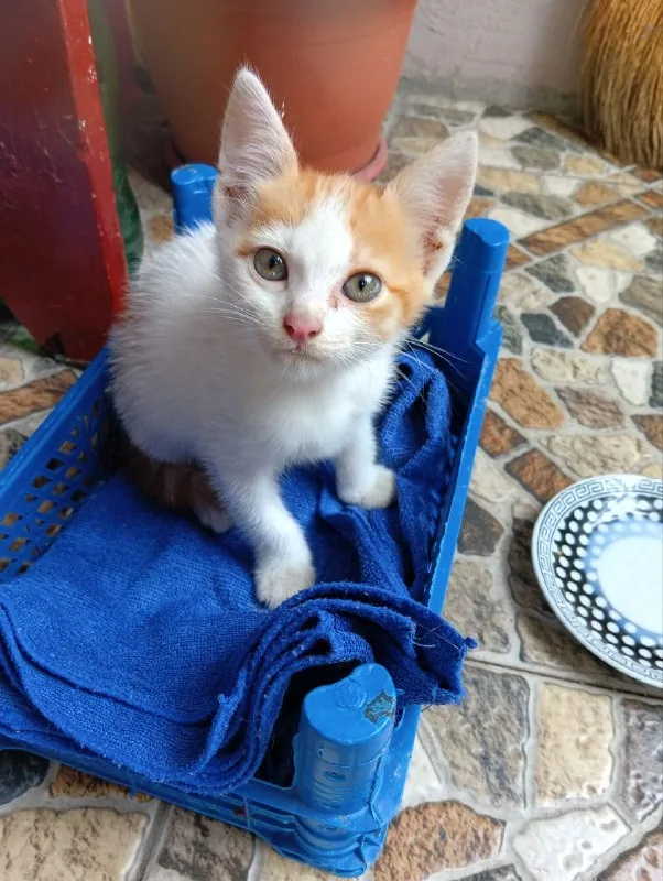 Котенок