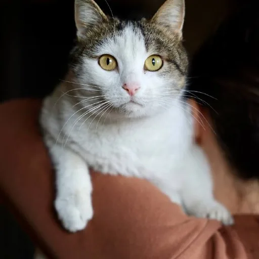 Кошка Пунтуша