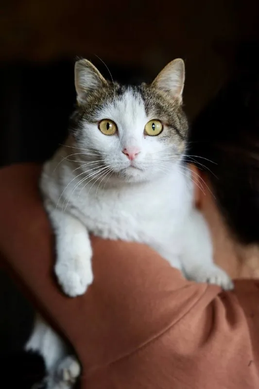 Кошка Пунтуша 1