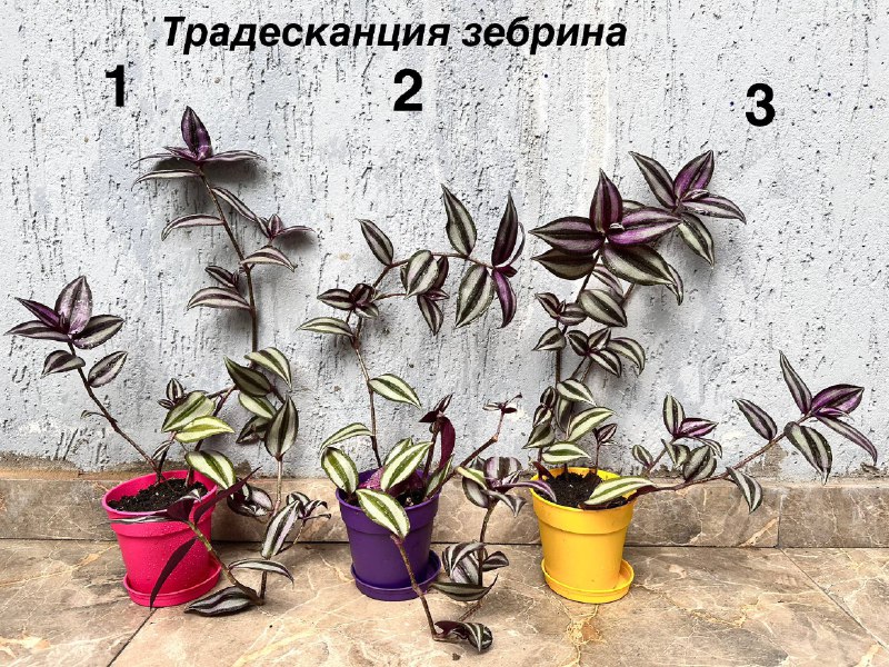 Комнатные растения: традесканция зебрина, пуансеттия, кофе арабика, авокадо, Phalaenopsis mini, мини-хризантемы, азалия розовая, цитрусы