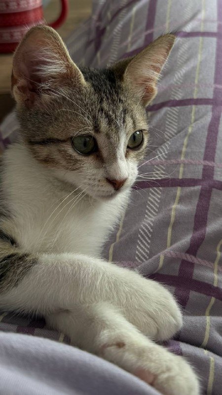 Котенок Чевапи ищет родителей 5