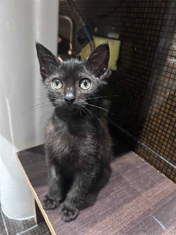 Котёнок Оззи ищет дом 2