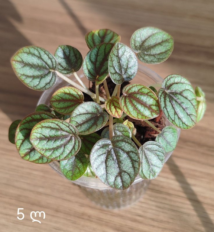 Комнатные растения 10