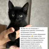 Котята Ник и Кай 2