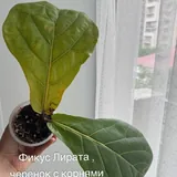 Комнатные растения, фикусы, пальмы 2