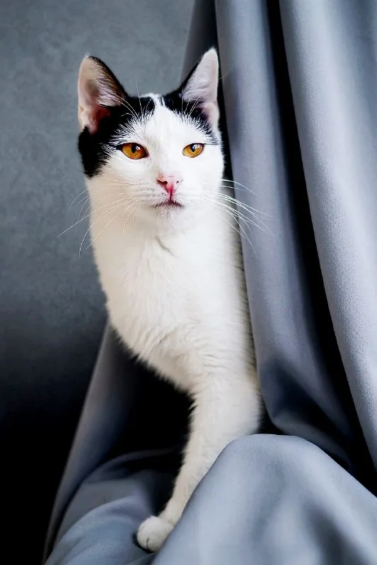 Мерилин, кошка 1