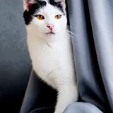 Мерилин, кошка 1