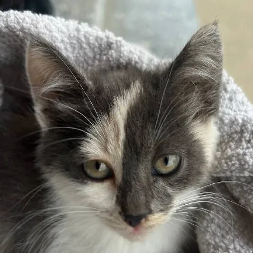 Котенок