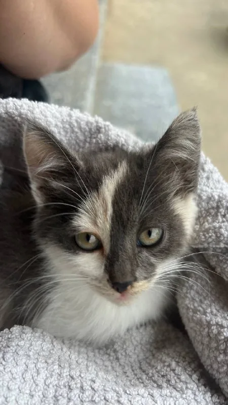 Котенок 1