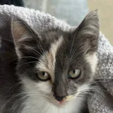 Котенок 1