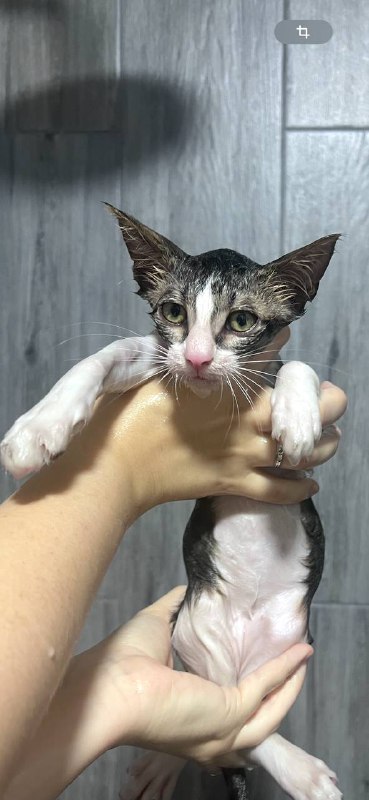 Котёнок Бориска, 2.5 мес, здоровый, ласковый