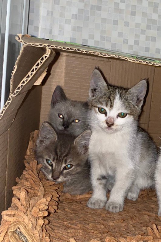 Котята 1,5 месяца ищут дом