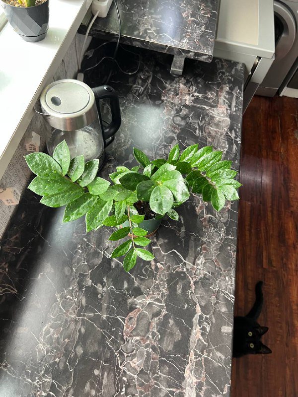 Орхидеи мини, Папоротник, Замиокулькас 5