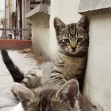 Котенок табби 5