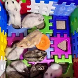 Джунгарские хомячки 3