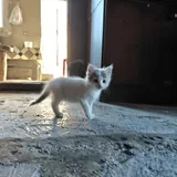 Котята 3