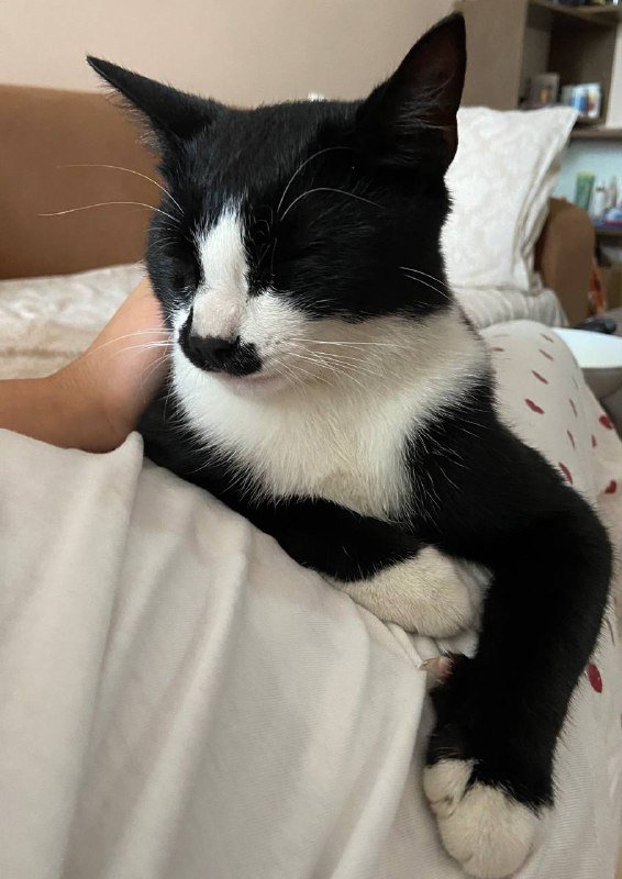 Молодой ласковый котик 2