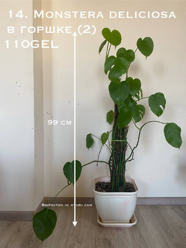 Цветы в горшках 3