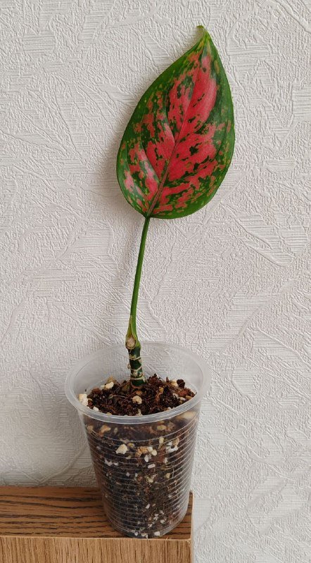 Комнатные растения 4