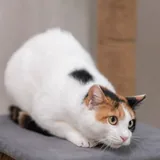 Кошка Муся ищет дом 4