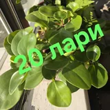 Цветы, герань, розы 8