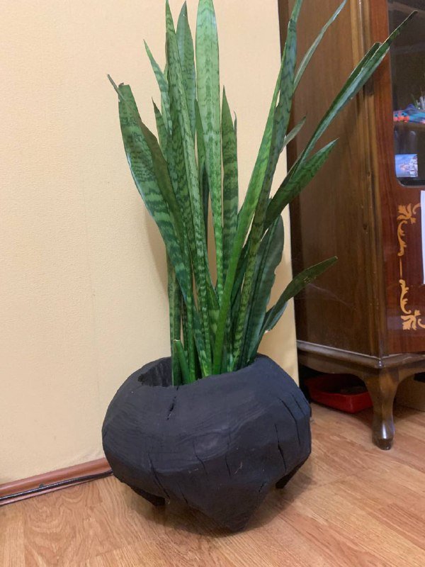 Цветок в деревянном кашпо