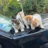 Котята в добрые руки 6