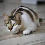 Кошечка Лапка 2