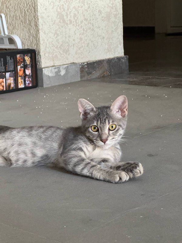 Котёнок Фёрби 4 месяца в дар