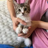 Котенок Олег 1