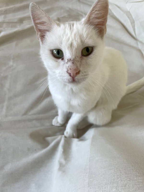 Белая кошка 1,5 года стерилизованная 4