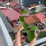 Комнатные цветы, растения 1
