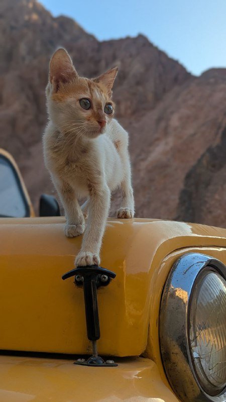 Котенка отдаю в добрые руки 3