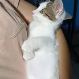 Котята 7