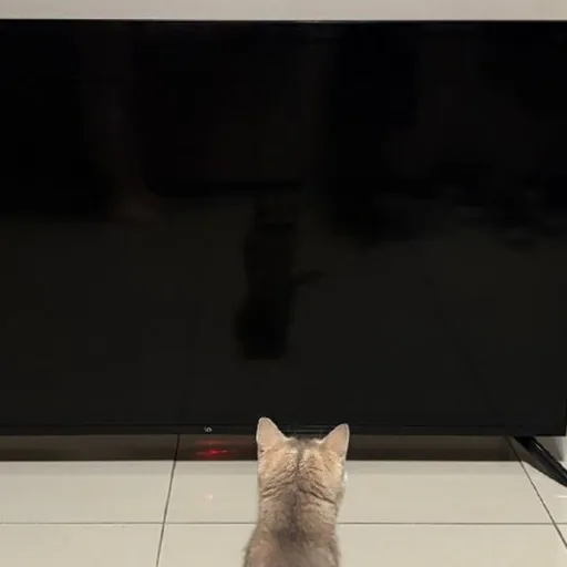 TV, robot vacuum cleaner, MacBook Air, curling iron, AirPods Pro