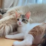 Котёнок Крошка 9
