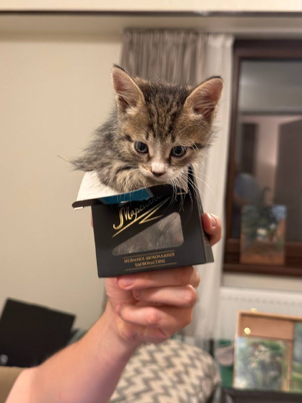 Уличный котенок 3-4 недели, бесплатно