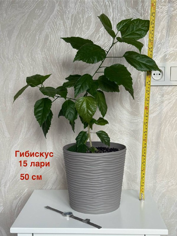 Комнатные растения Авокадо, Гибискус, Фикус, Спатифиллум, Сансевиерия 2