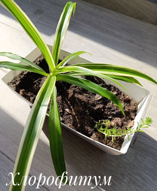 Декабрист, Суккуленты, Хлорофитум, Красула 3