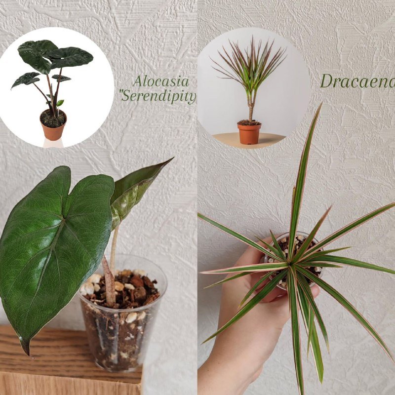 Комнатные растения 2