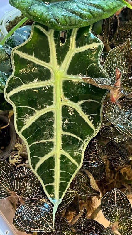 Алоказия Полли, Алоказия шкура Дракона, Драгоценная орхидея