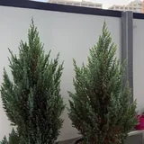 Домашние растения, растения на балкон 1
