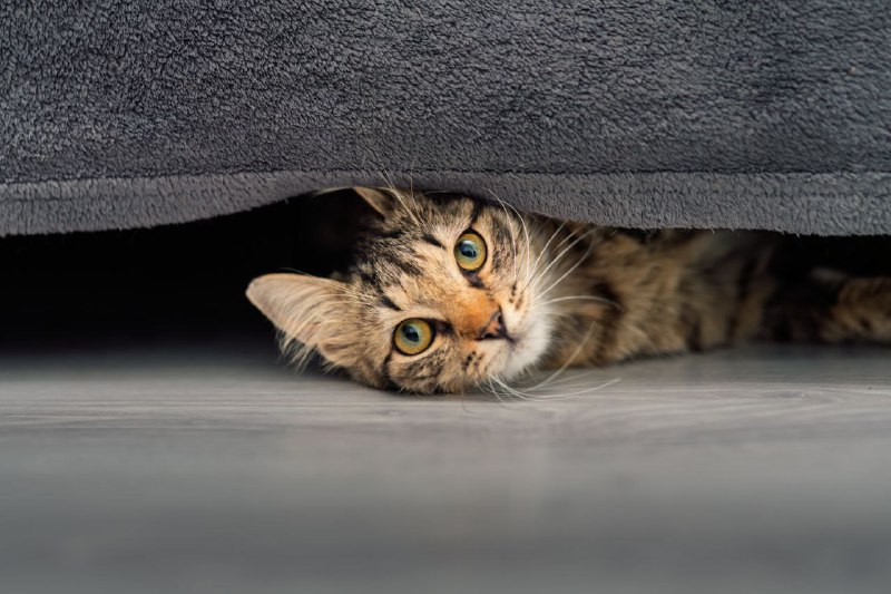 Кошка пушинка тигровой расцветки ищет дом 3