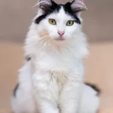 Кошка 4