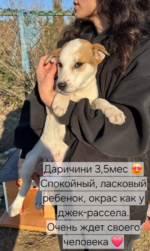 Щенки ищут добрые руки 4