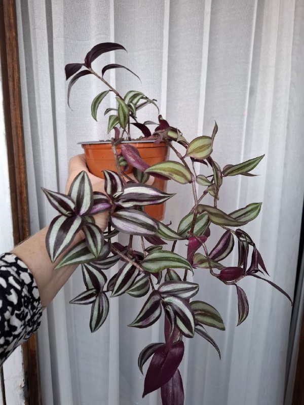 Монстеры, строманта, бегония, папоротник, традесканция, суккуленты, каланхоэ 4
