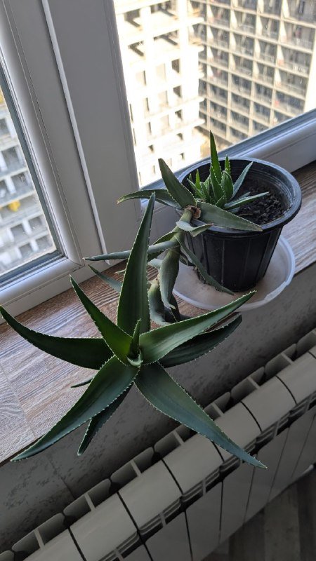 Алоэ Тигровый зуб с детками 2