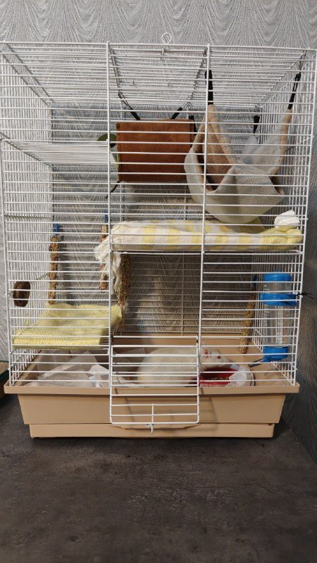 Крыска с двухэтажным домиком и кормом 4