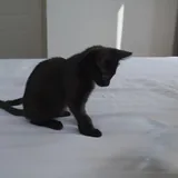 Котенок, девочка 2 месяца 4