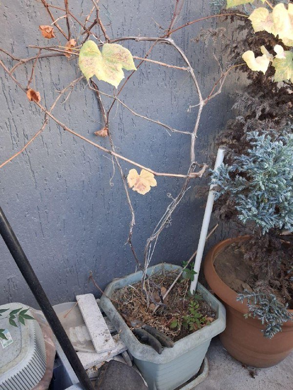 Лимон, Камелия, Можжевельник, Виноград, Нандина, Роза, Олеандр, Авокадо, Мушмула, Аукба, Кипарисовик, Фикус микрокарпа, Каркас качели 7